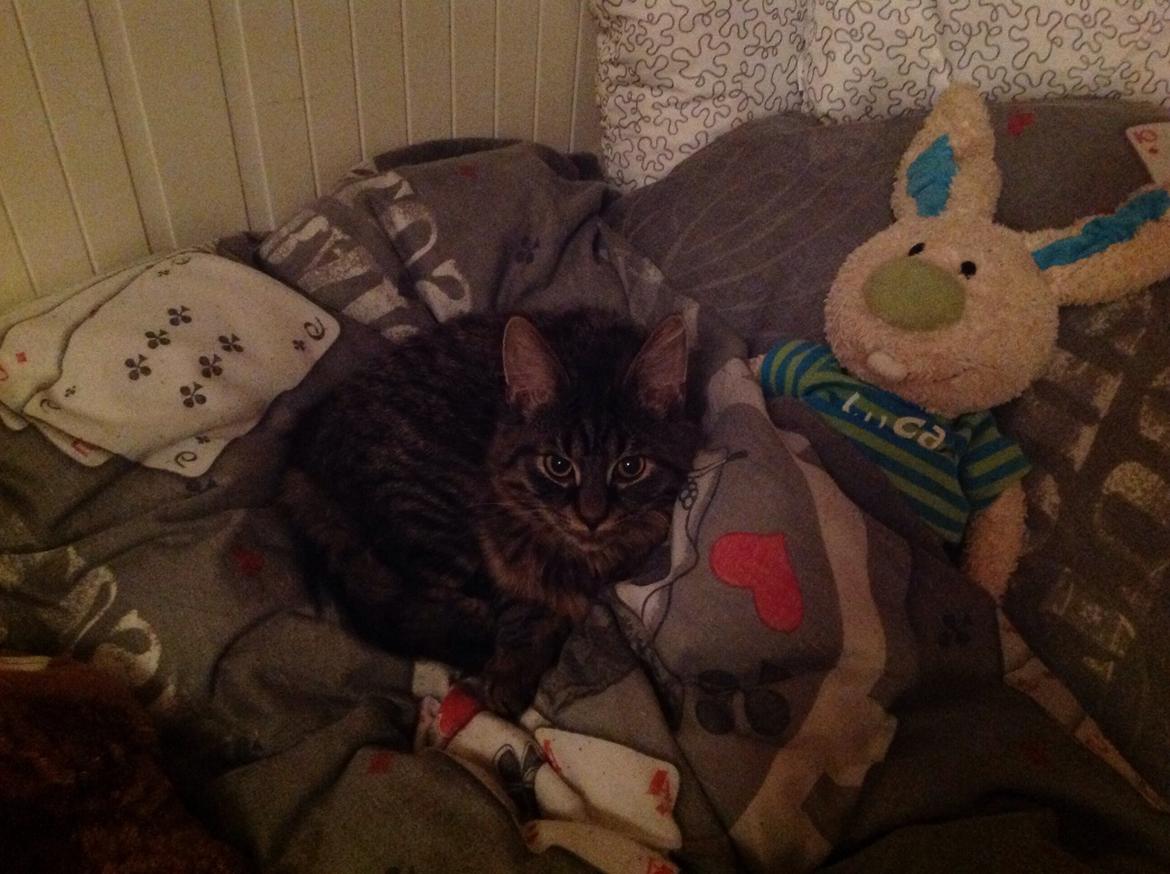 Blanding af racer Styrbjørn billede 11