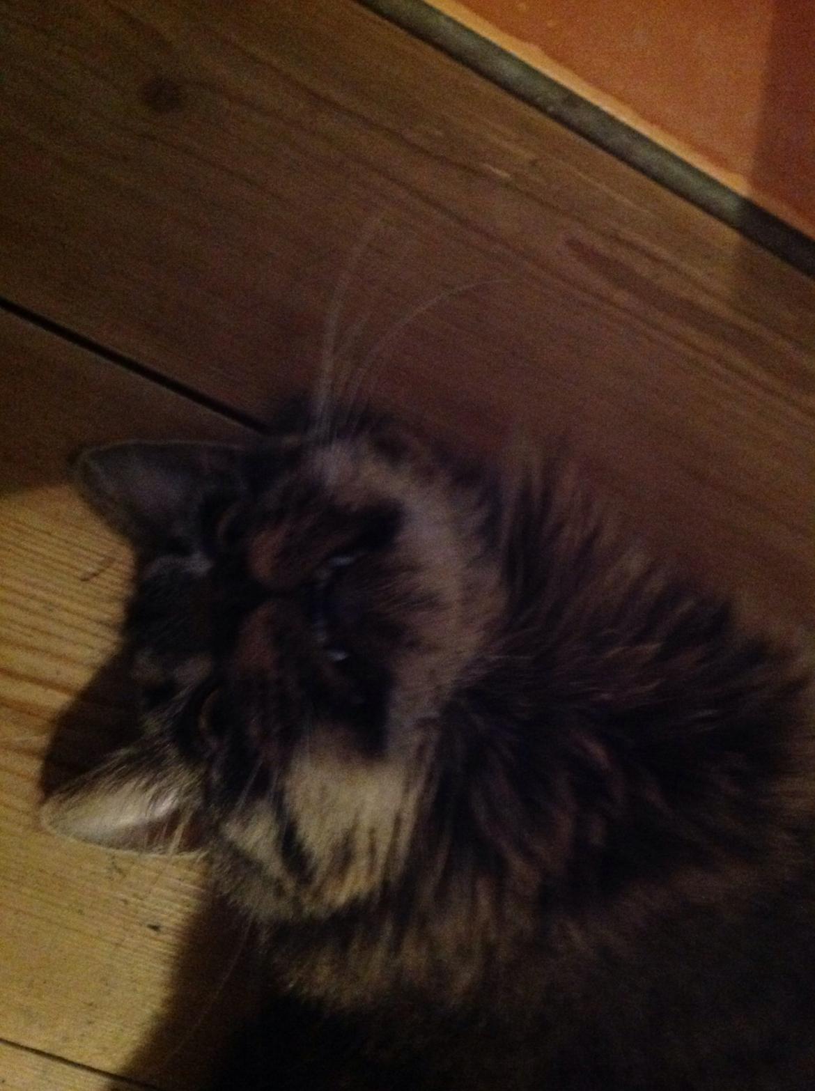 Blanding af racer Styrbjørn billede 12