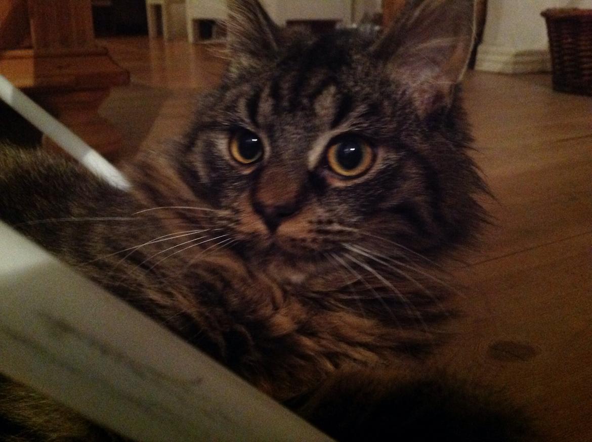 Blanding af racer Styrbjørn billede 13