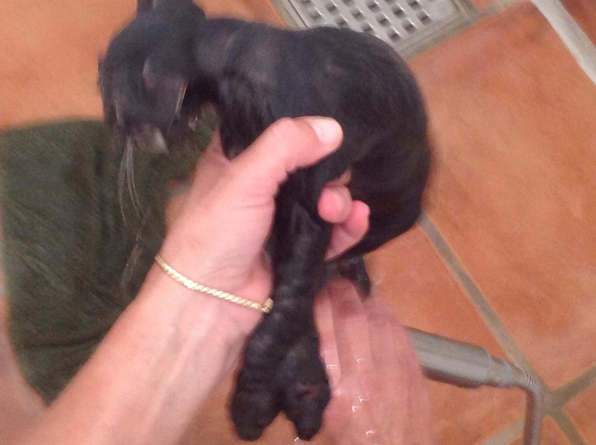 Blanding af racer Styrbjørn billede 14