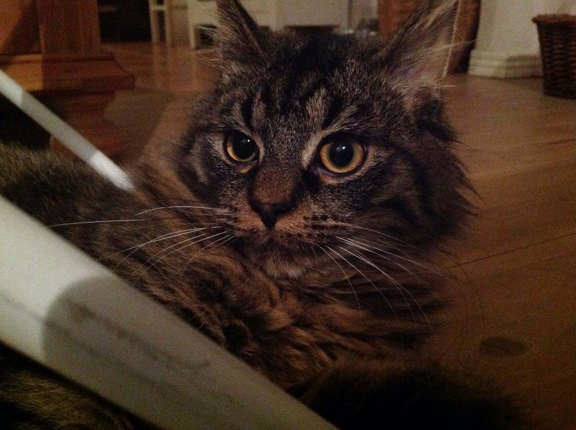 Blanding af racer Styrbjørn billede 15