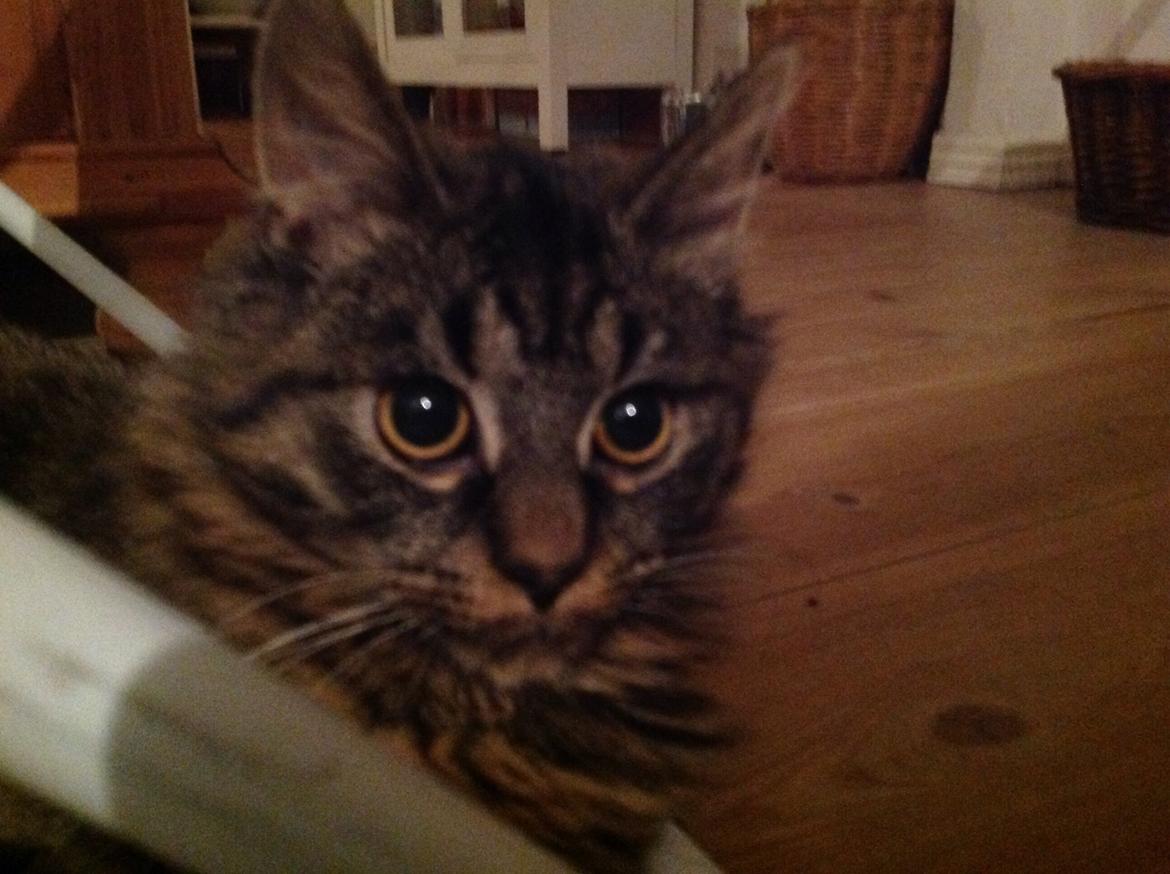 Blanding af racer Styrbjørn billede 16