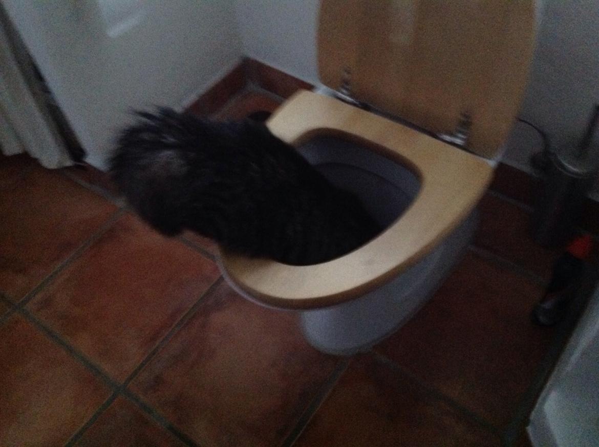 Blanding af racer Styrbjørn billede 17