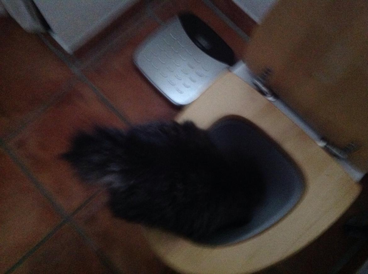 Blanding af racer Styrbjørn billede 18