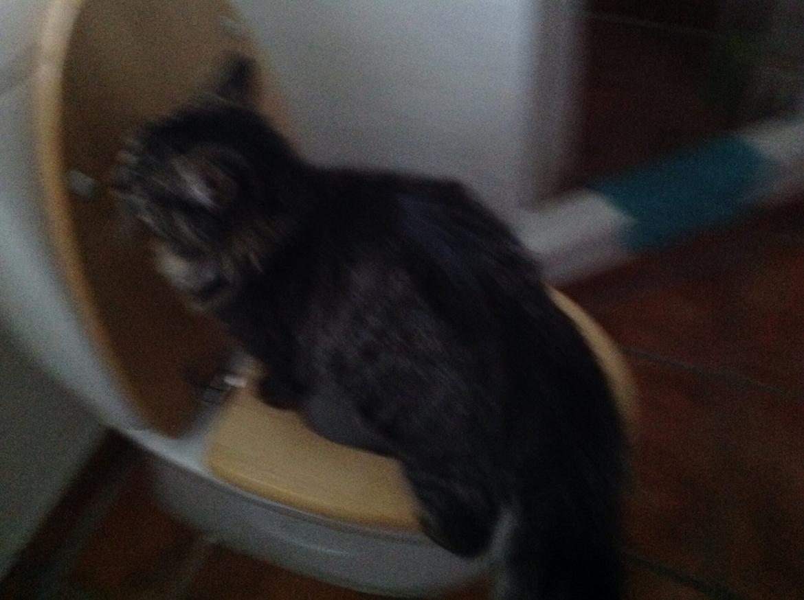 Blanding af racer Styrbjørn billede 19