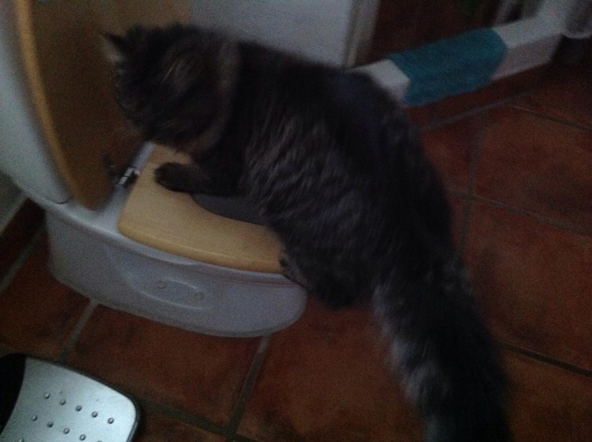 Blanding af racer Styrbjørn billede 20