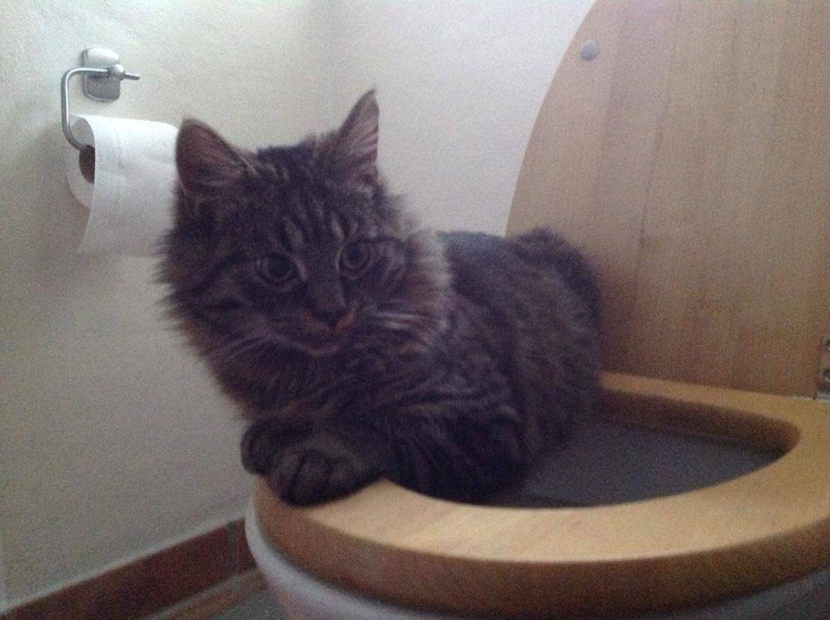 Blanding af racer Styrbjørn billede 21