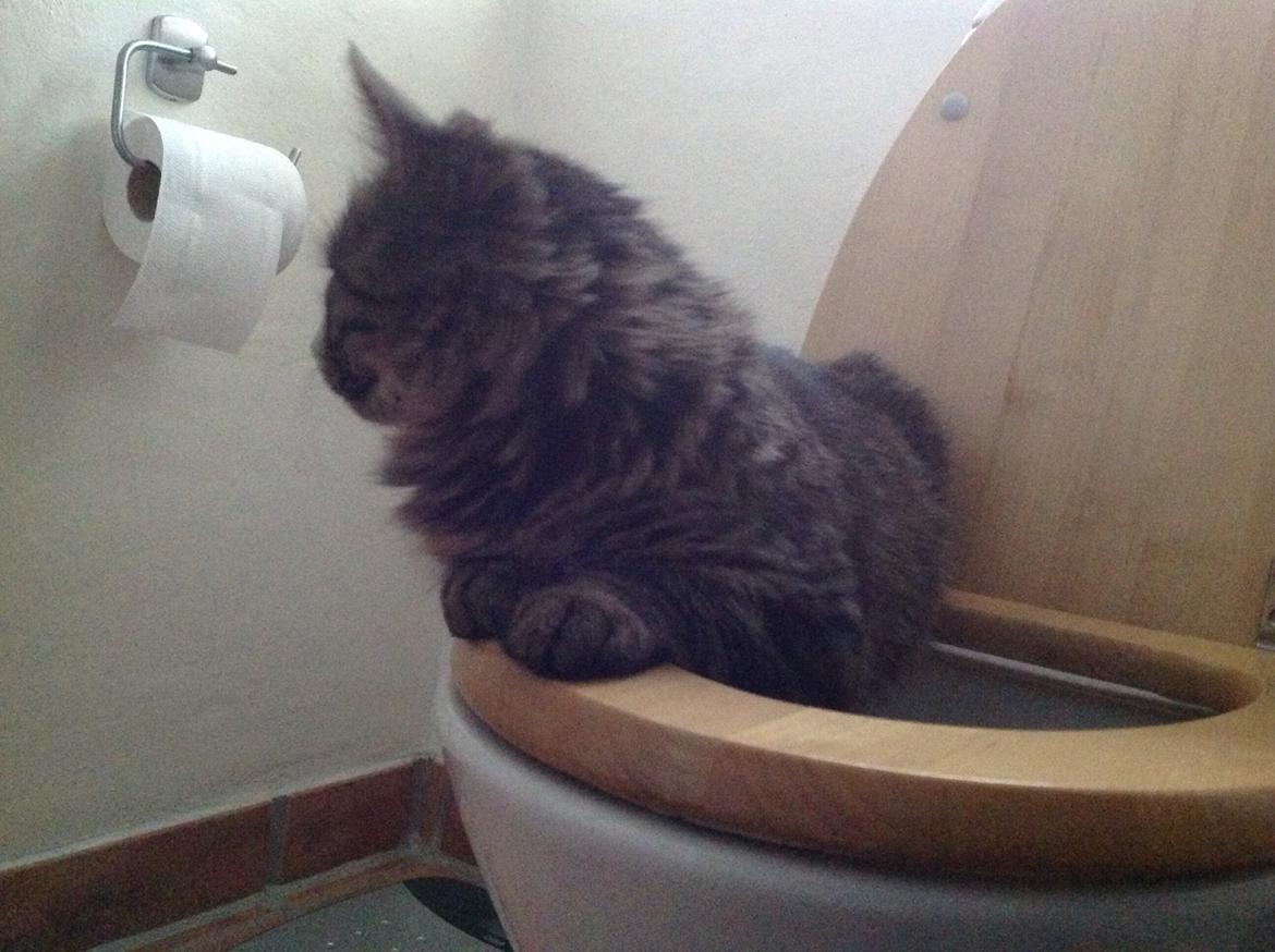 Blanding af racer Styrbjørn billede 22