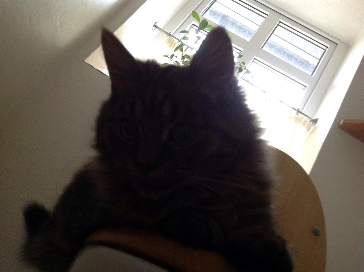 Blanding af racer Styrbjørn billede 23