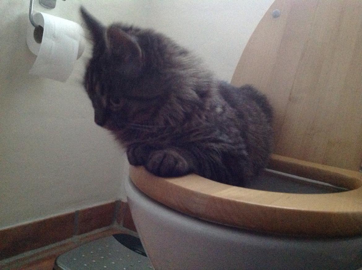 Blanding af racer Styrbjørn billede 24