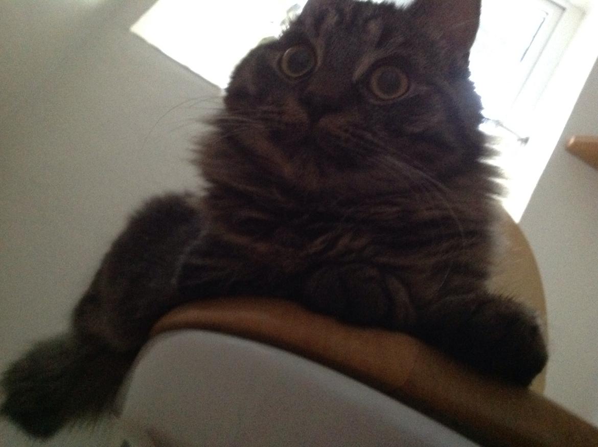 Blanding af racer Styrbjørn billede 25