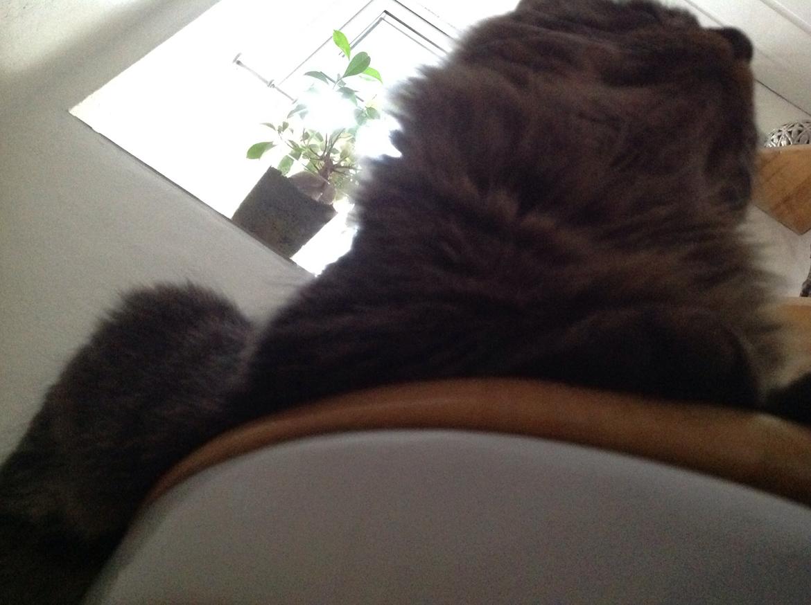 Blanding af racer Styrbjørn billede 26