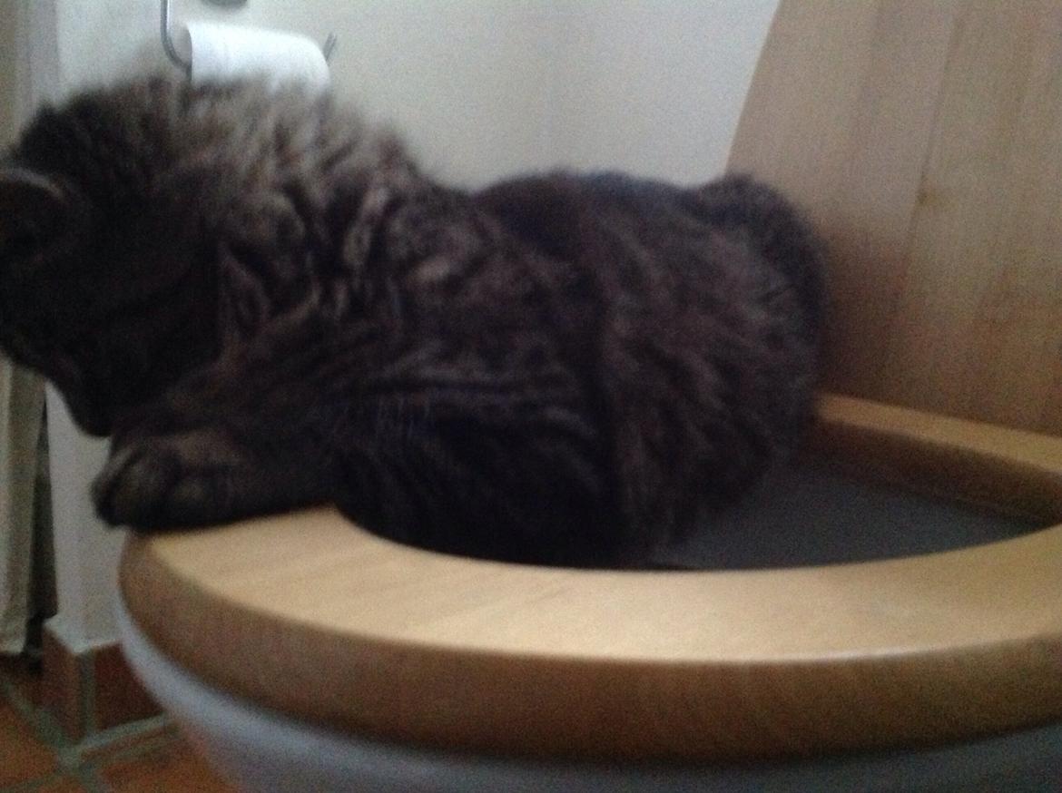 Blanding af racer Styrbjørn billede 27