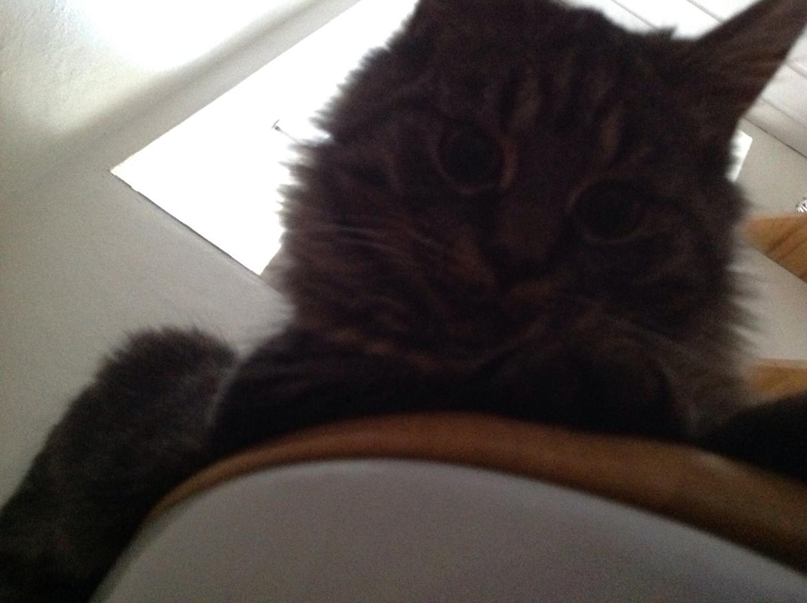 Blanding af racer Styrbjørn billede 28