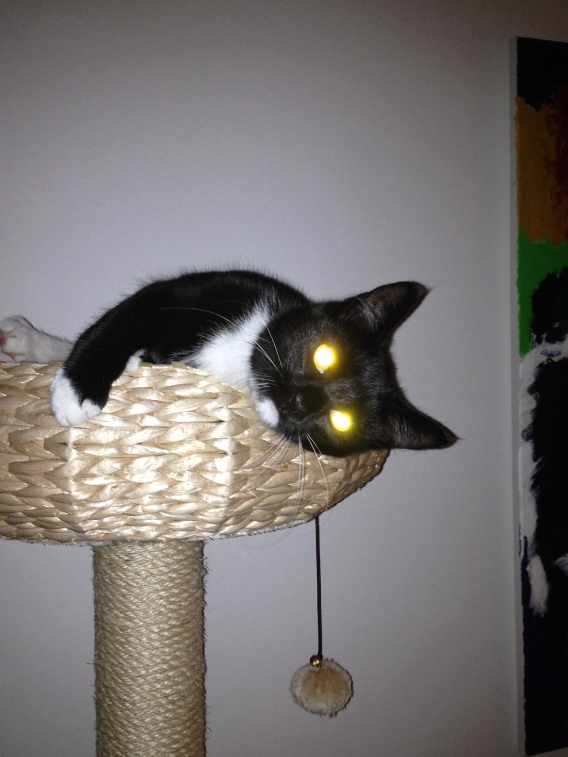 Huskat Pixi billede 6