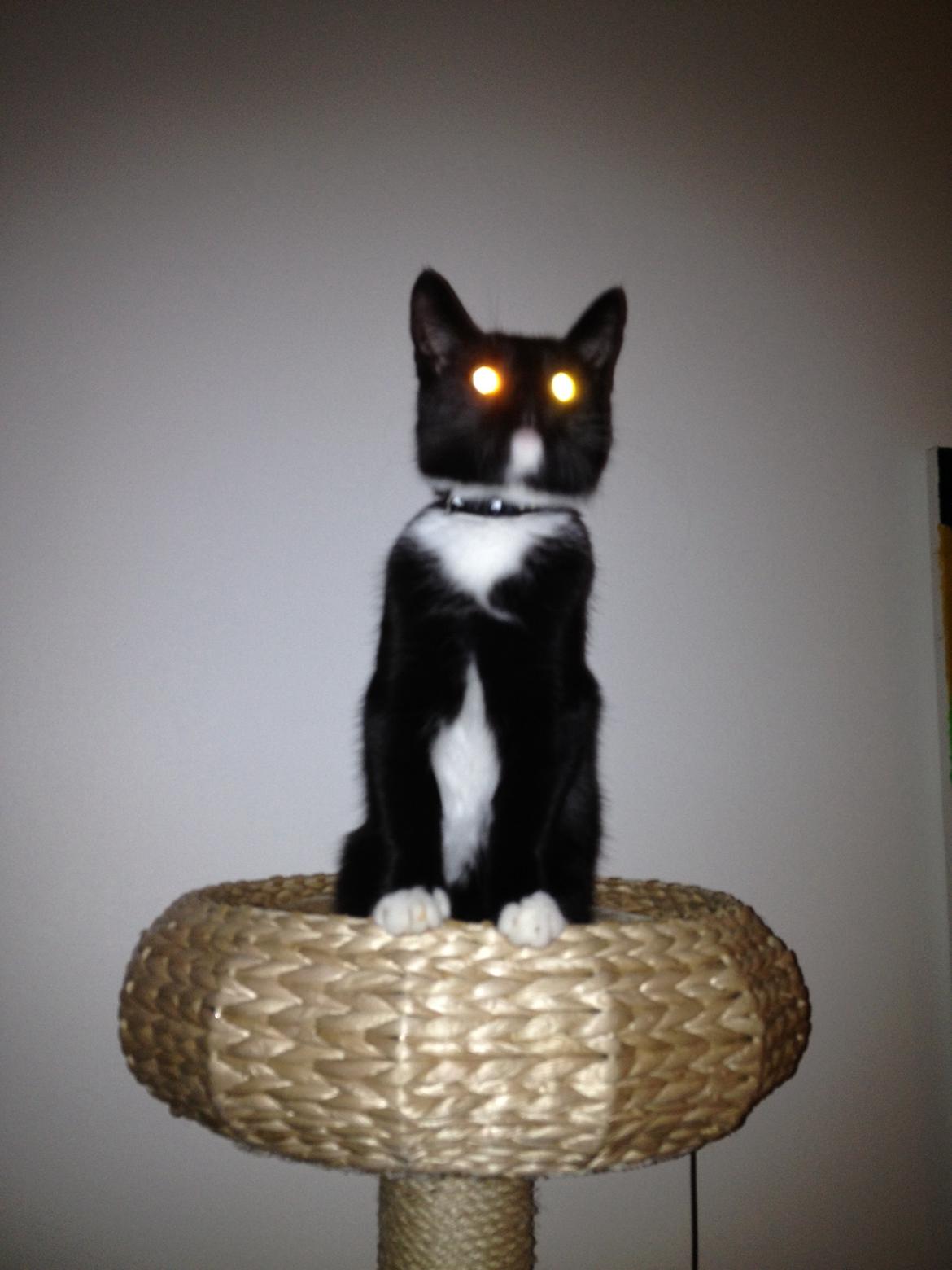 Huskat Pixi billede 2