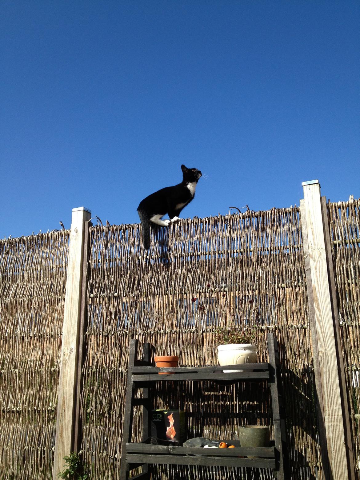 Huskat Pixi billede 3