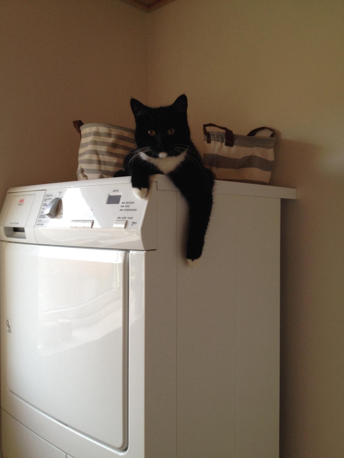 Huskat Pixi - jeg skal være med til ALT, også at ordne vasketøj. billede 4