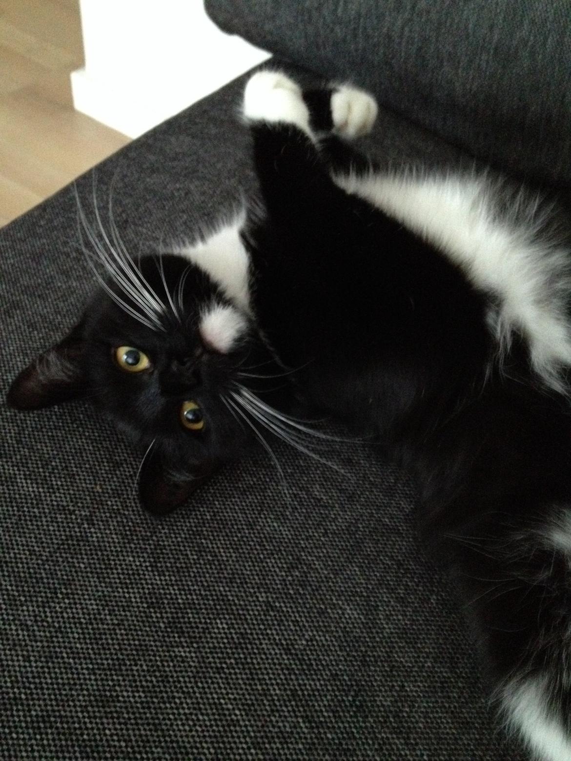 Huskat Pixi billede 5