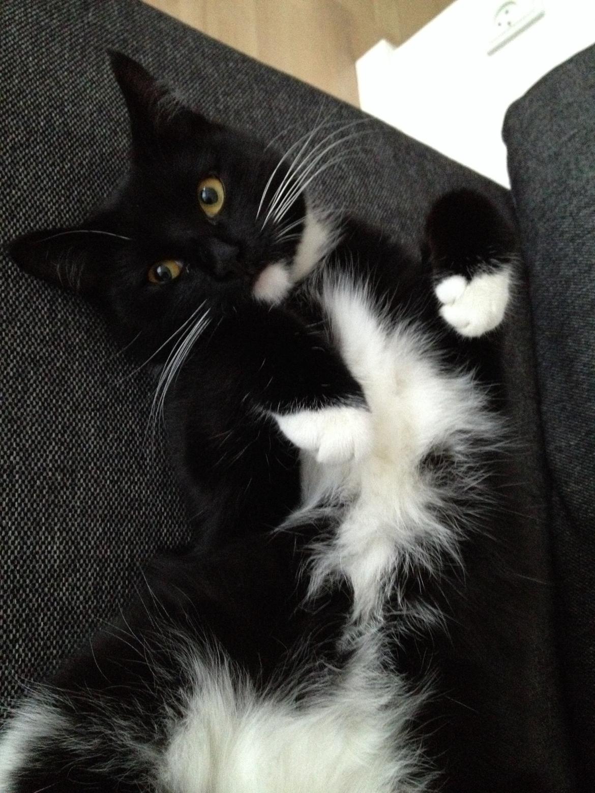 Huskat Pixi billede 1