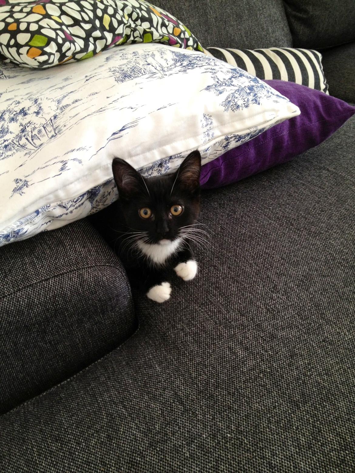 Huskat Pixi billede 7