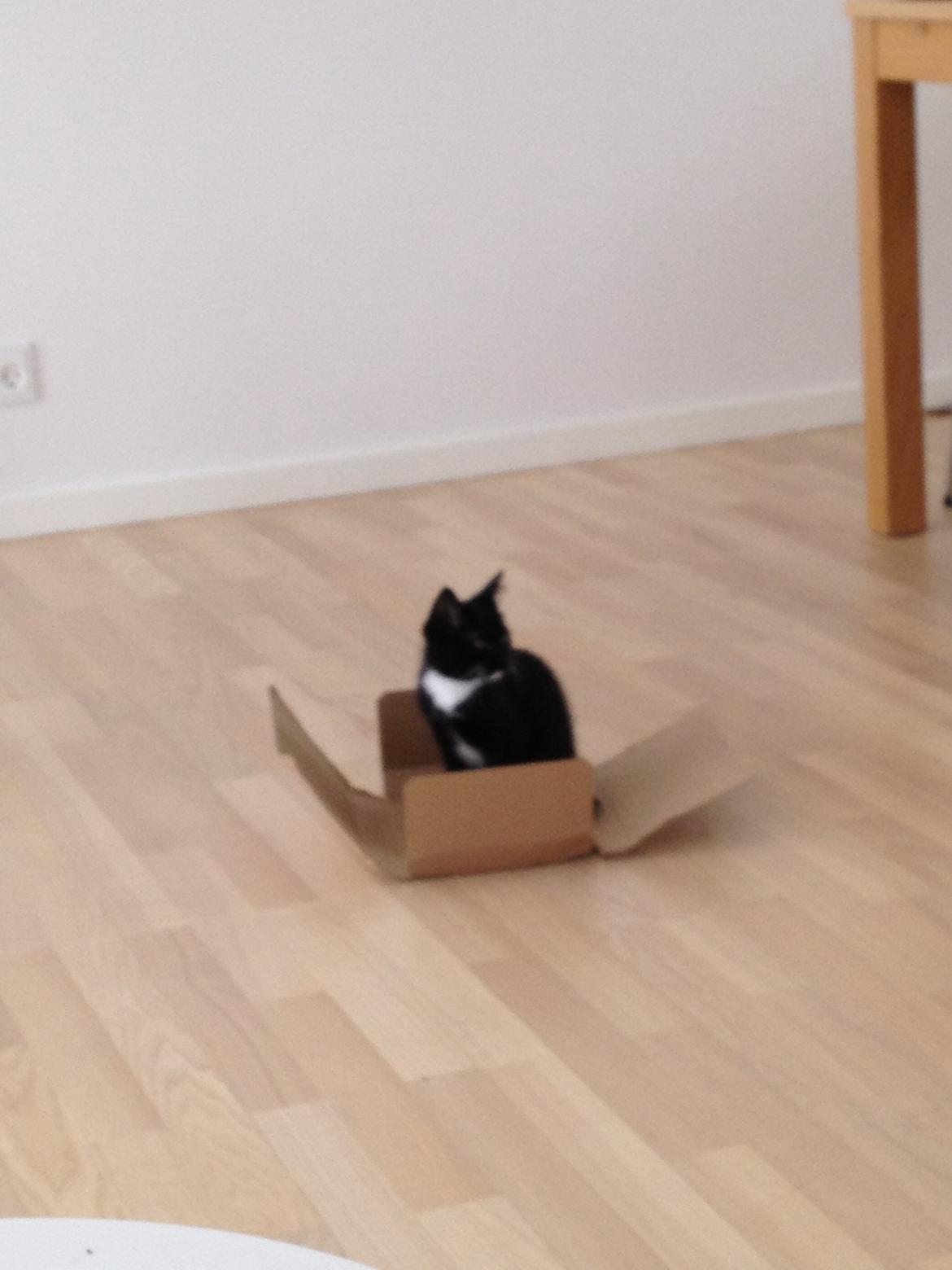 Huskat Pixi - der ER noget om katte og kasser! billede 8