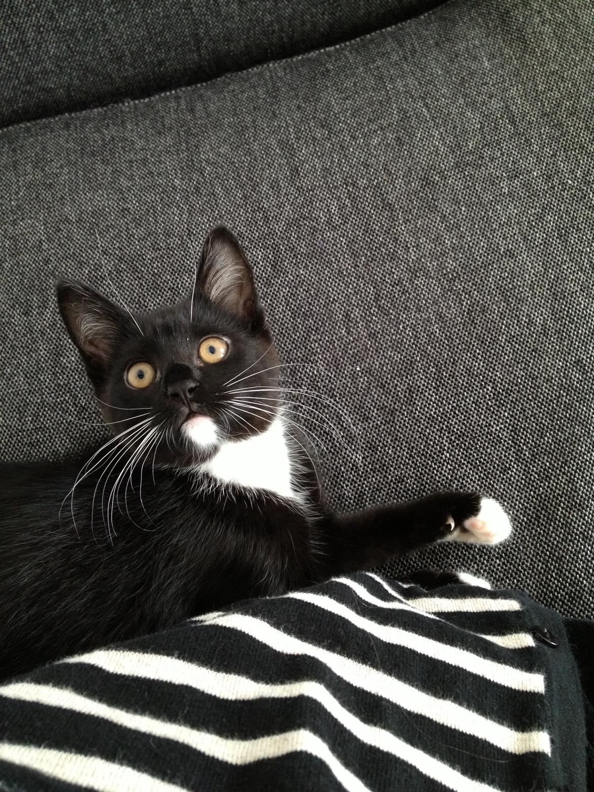 Huskat Pixi billede 9