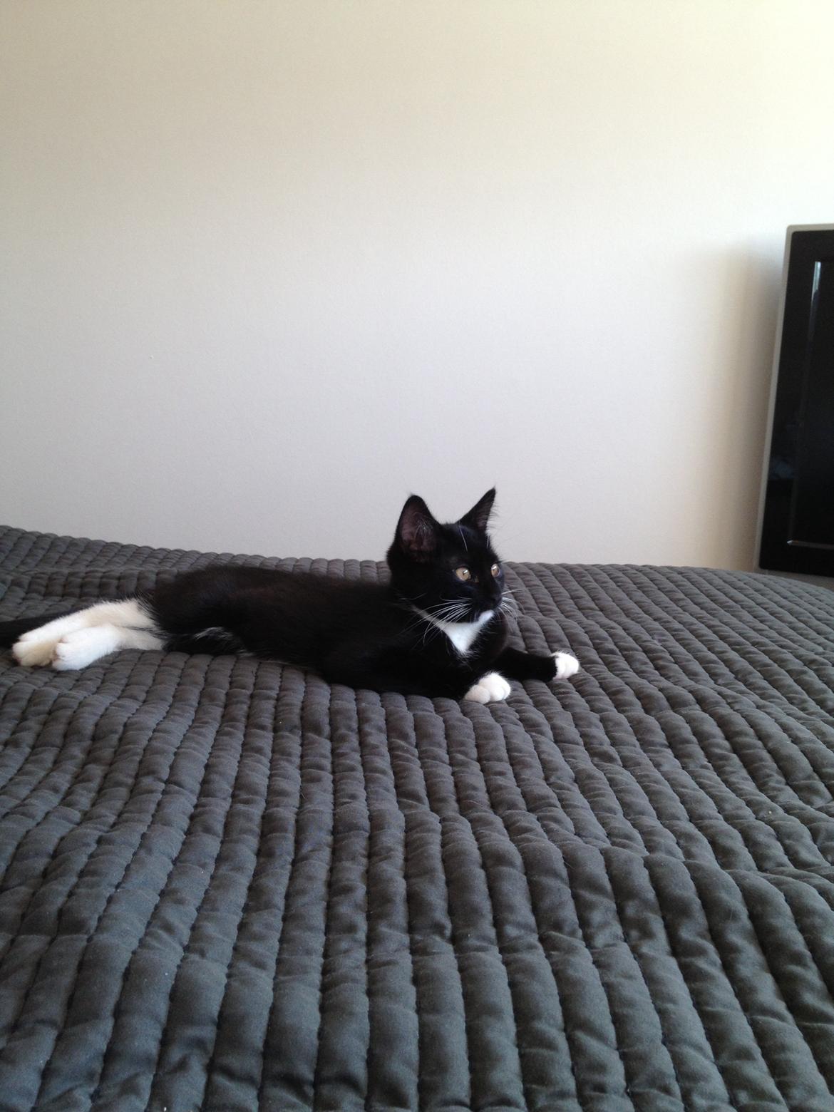 Huskat Pixi billede 10