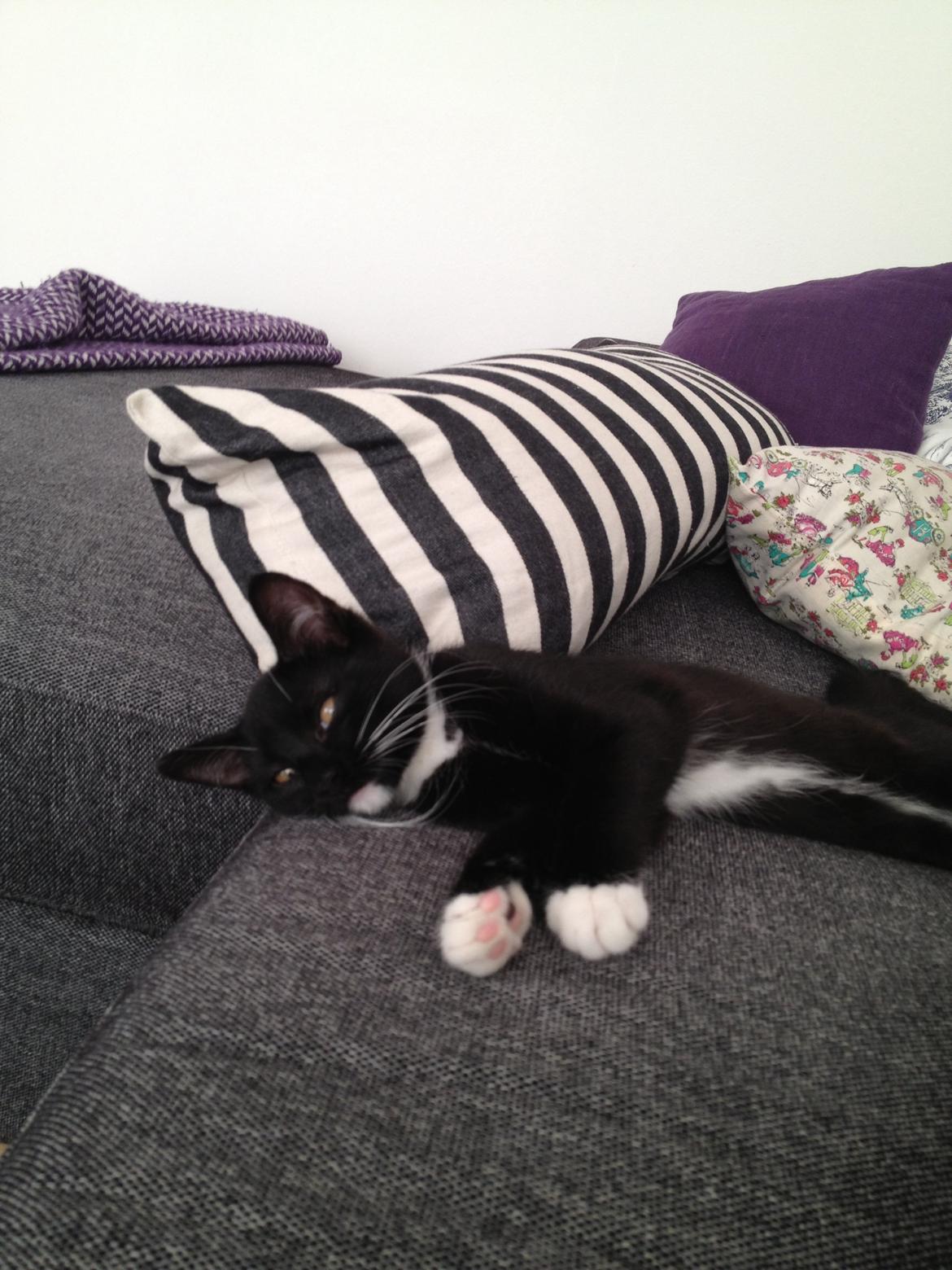 Huskat Pixi - man bliver træt, når man har været ude for første gang! billede 11