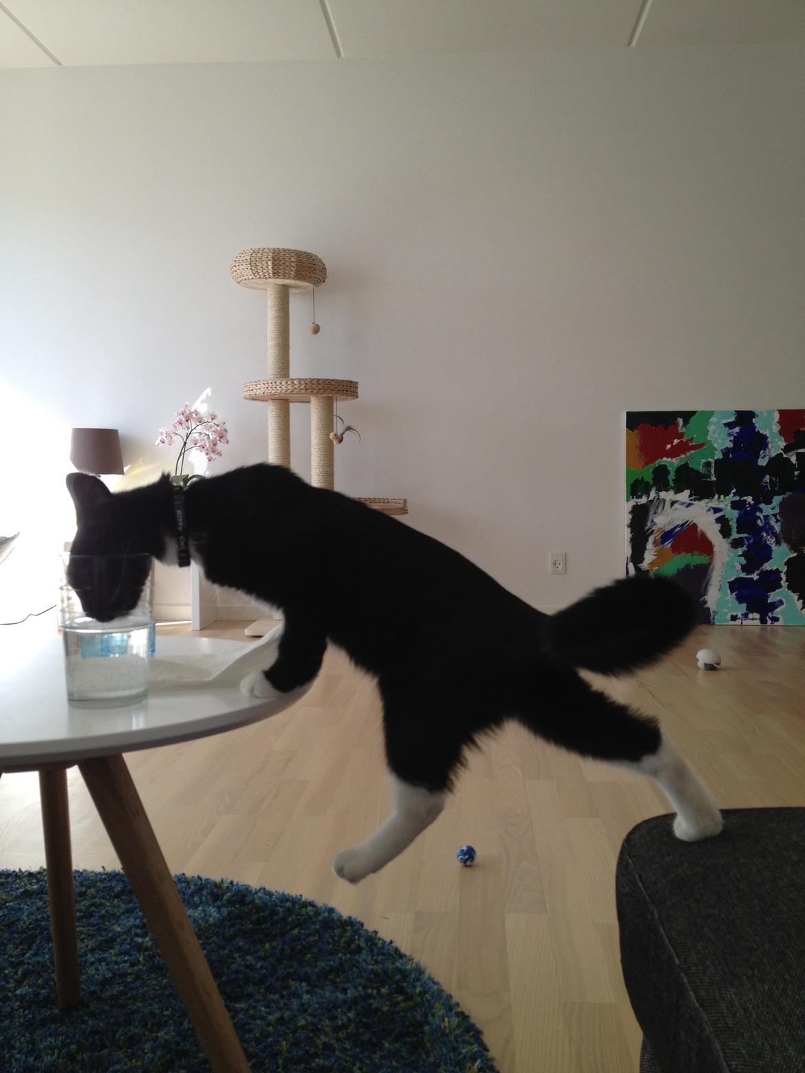 Huskat Pixi - nogen gange gør jeg noget, jeg ikke må. billede 12