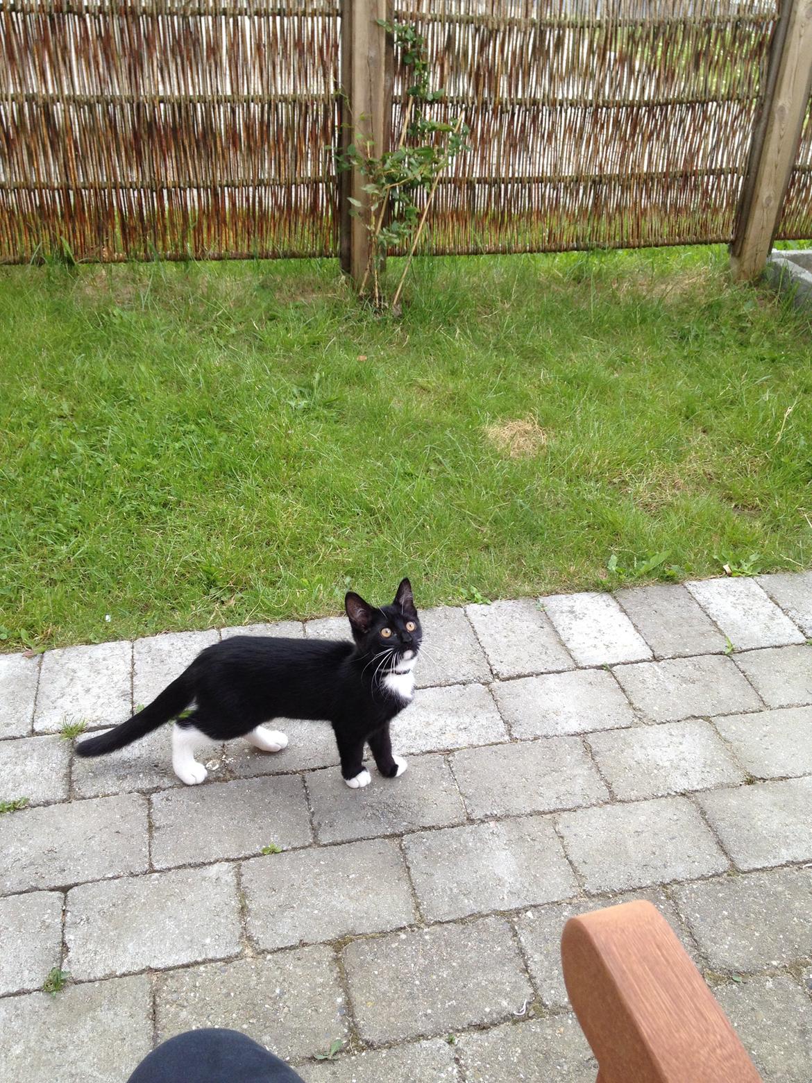 Huskat Pixi - ude for første gang billede 14