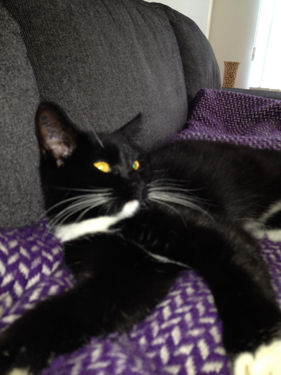 Huskat Pixi billede 15