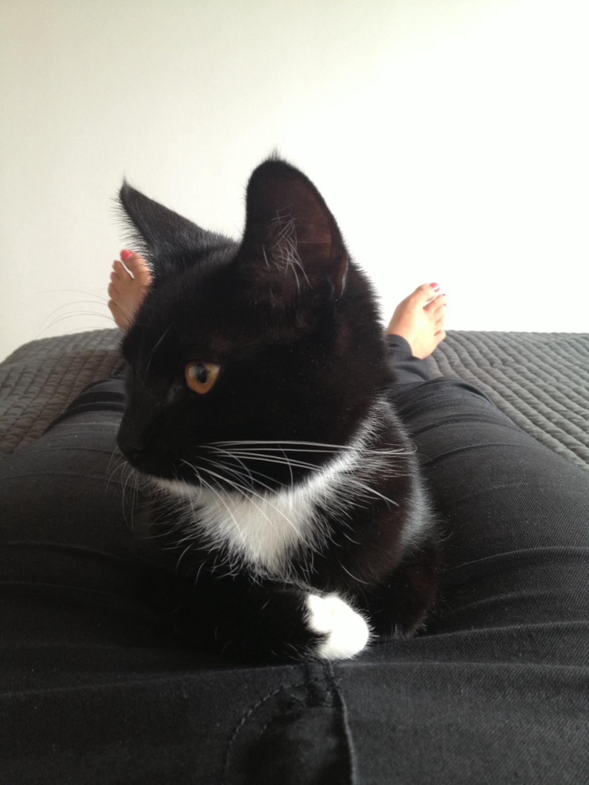 Huskat Pixi billede 16