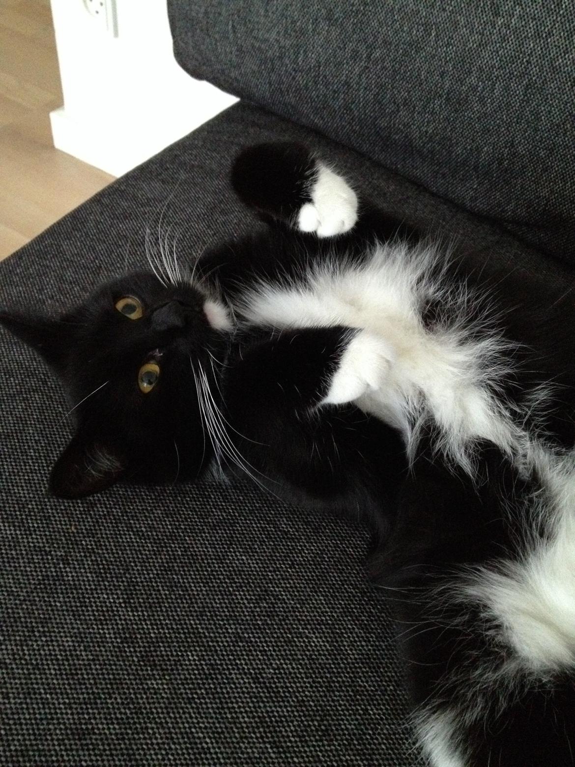 Huskat Pixi billede 19