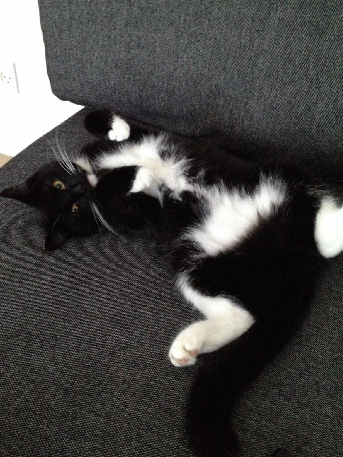 Huskat Pixi billede 20