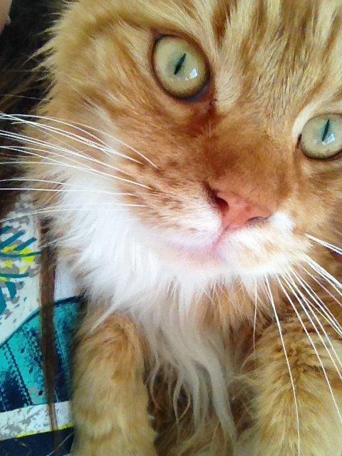 Maine Coon Bassemand billede 1