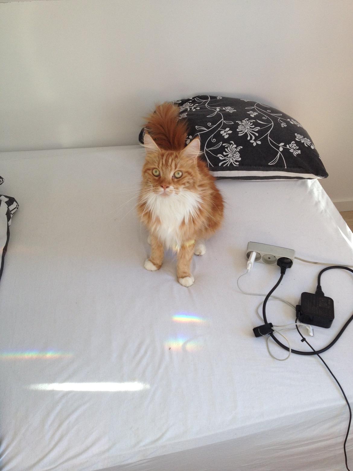 Maine Coon Bassemand billede 2