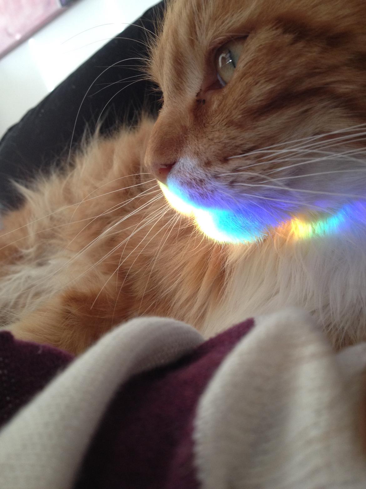 Maine Coon Bassemand billede 4