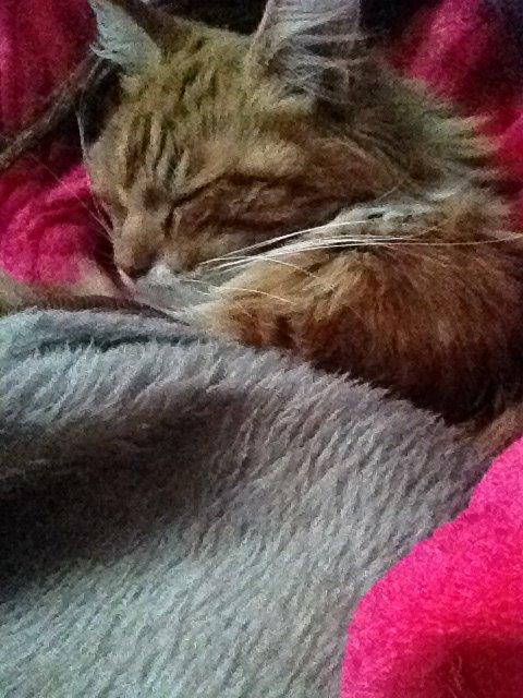 Maine Coon Bassemand billede 5