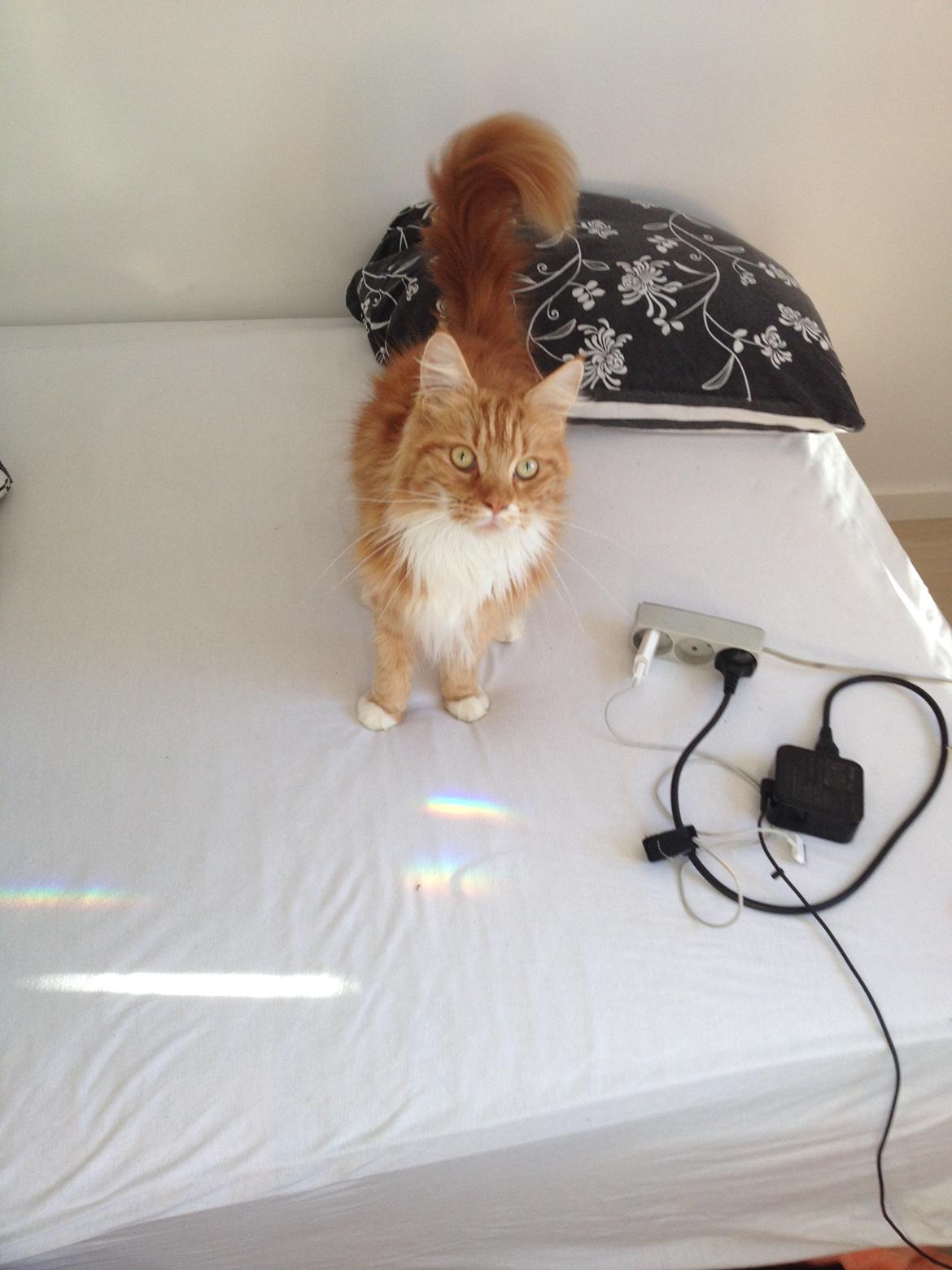 Maine Coon Bassemand billede 3