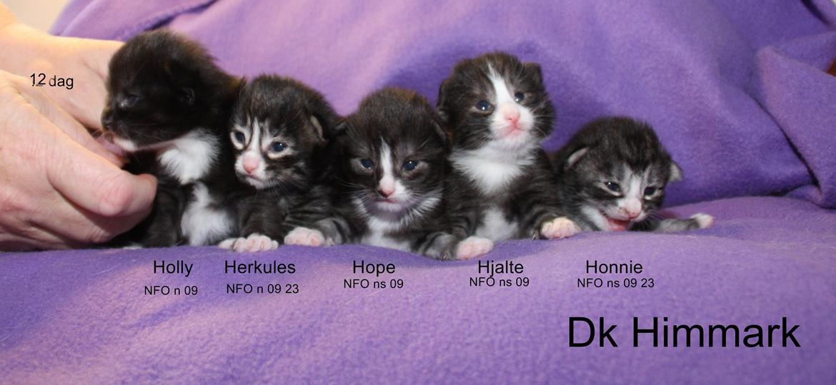Norsk Skovkat Dk Himmark´s Honnie billede 6