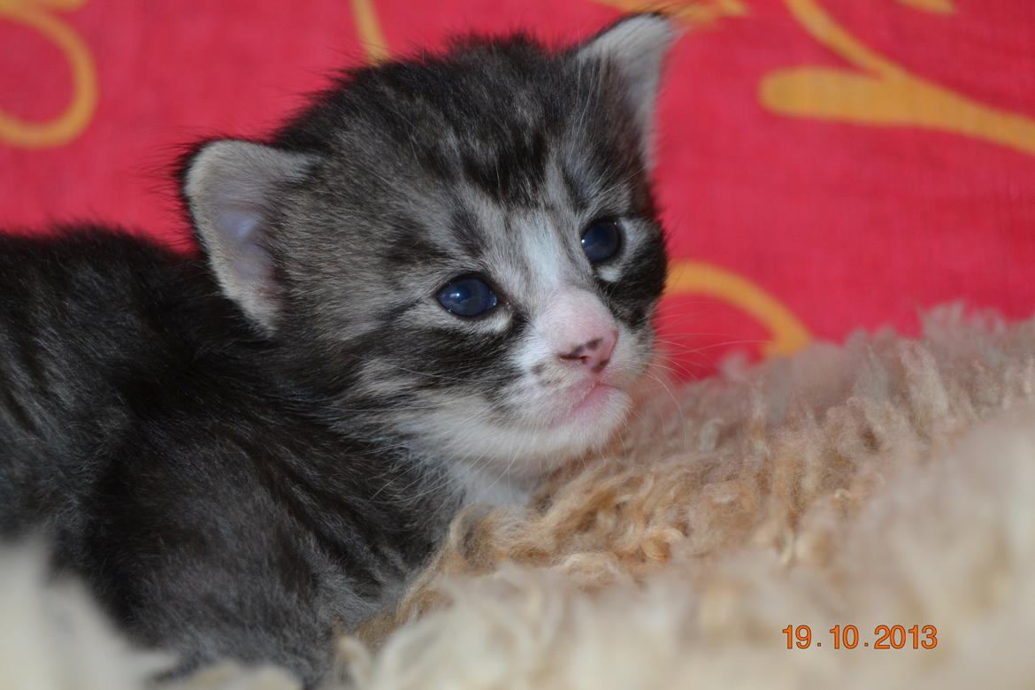 Norsk Skovkat Dk Himmark´s Honnie billede 9