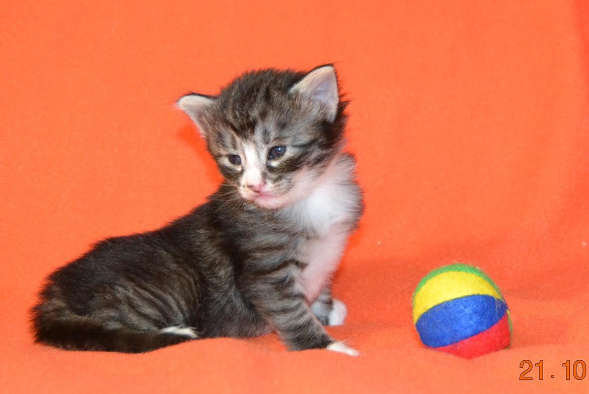 Norsk Skovkat Dk Himmark´s Honnie billede 10