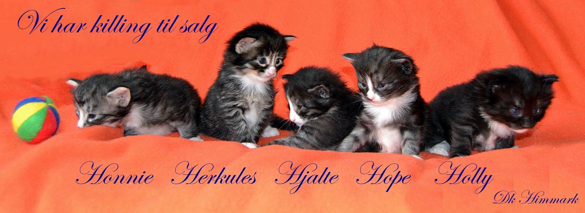 Norsk Skovkat Dk Himmark´s Honnie billede 11