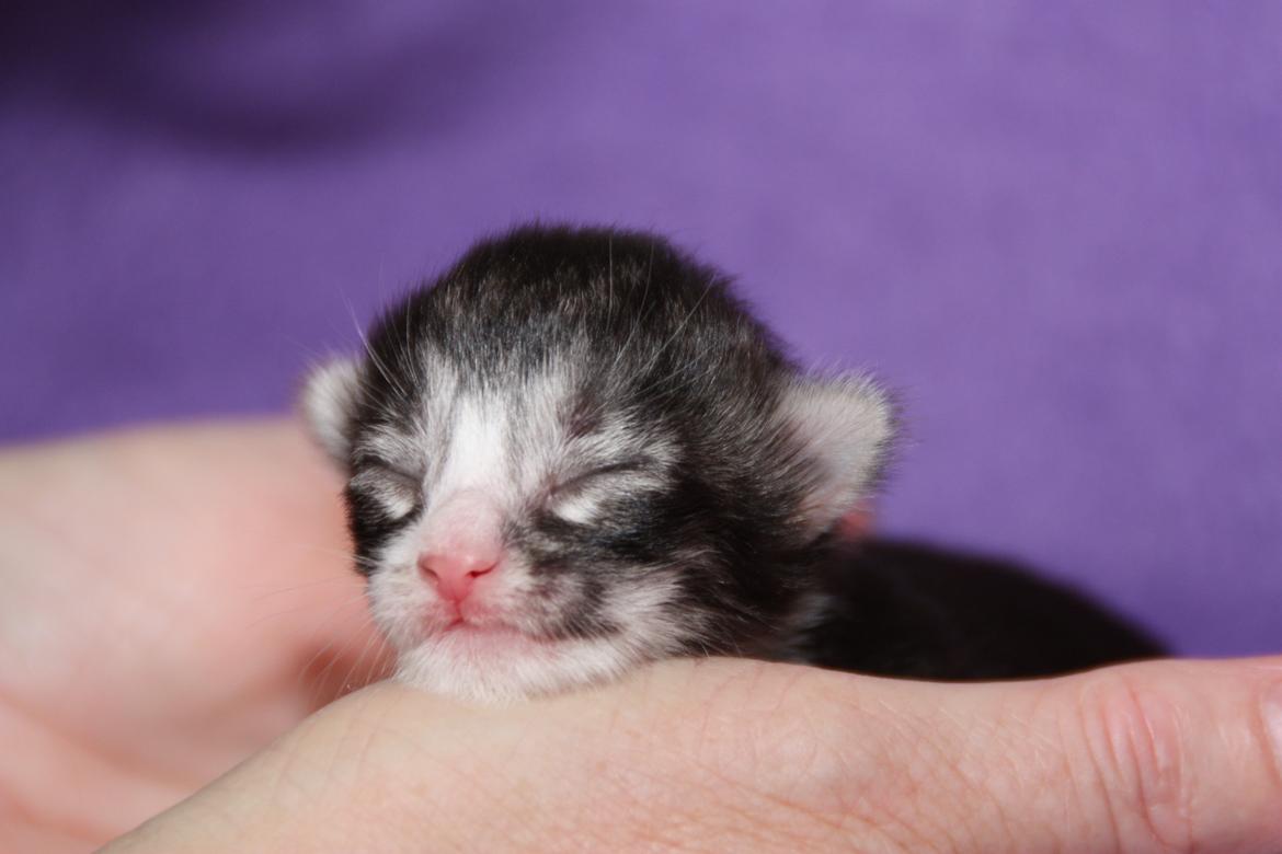 Norsk Skovkat Dk Himmark´s Honnie billede 5