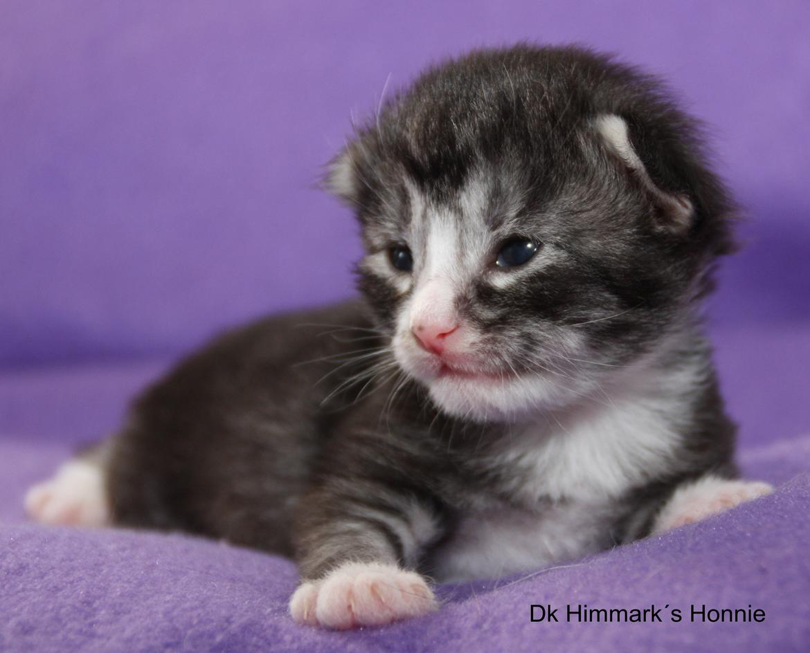 Norsk Skovkat Dk Himmark´s Honnie billede 7