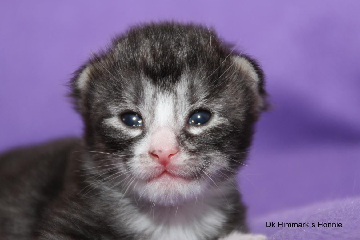 Norsk Skovkat Dk Himmark´s Honnie billede 8