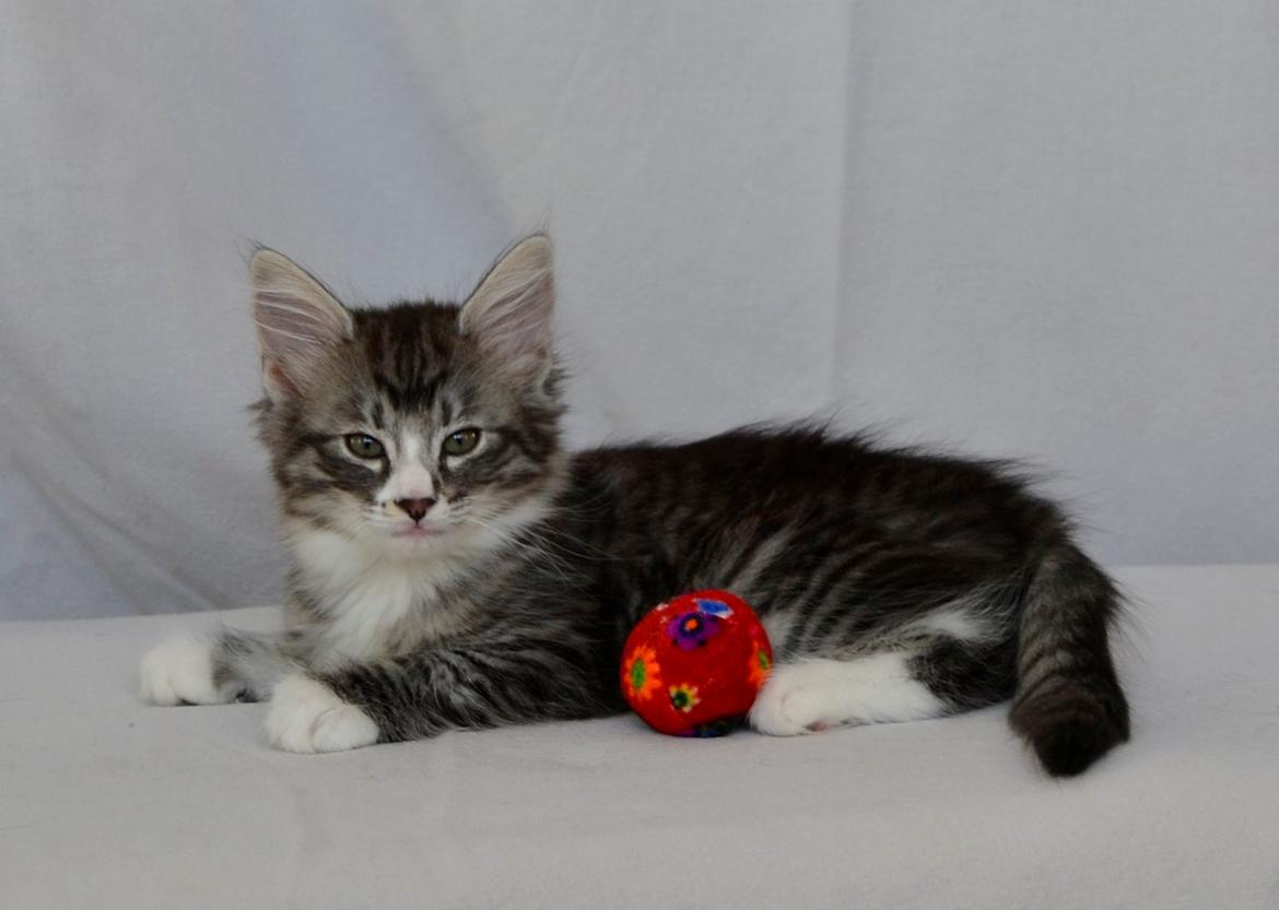 Norsk Skovkat Dk Himmark´s Honnie billede 12