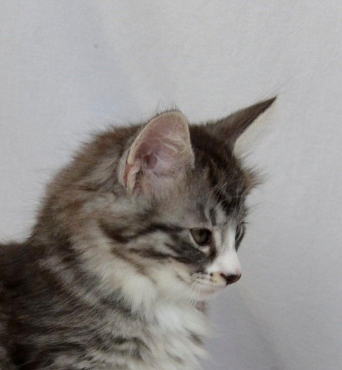 Norsk Skovkat Dk Himmark´s Honnie billede 13