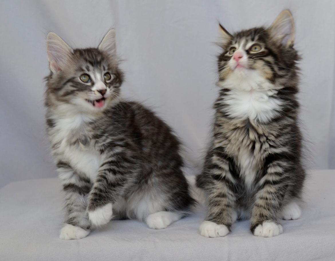 Norsk Skovkat Dk Himmark´s Honnie billede 14